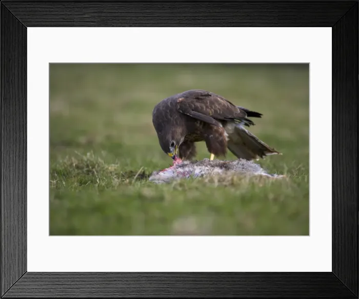 Framed Print : Buzzard eating rabbit, Buteo buteo, captive, United Kingdom, Europe Framed Print : Buzzard eating rabbit, Buteo buteo, captive, United Kingdom, Europe