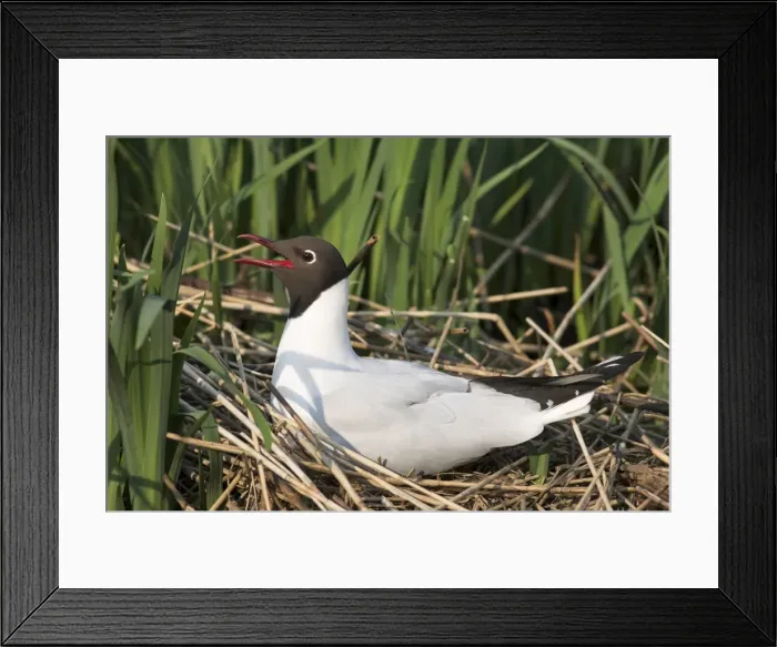 Framed Print : Blackheaded gull, Larus ridibundus, on nest, Leighton Moss R. S. P. B. Reserve Framed Print : Blackheaded gull, Larus ridibundus, on nest, Leighton Moss R. S. P. B. Reserve