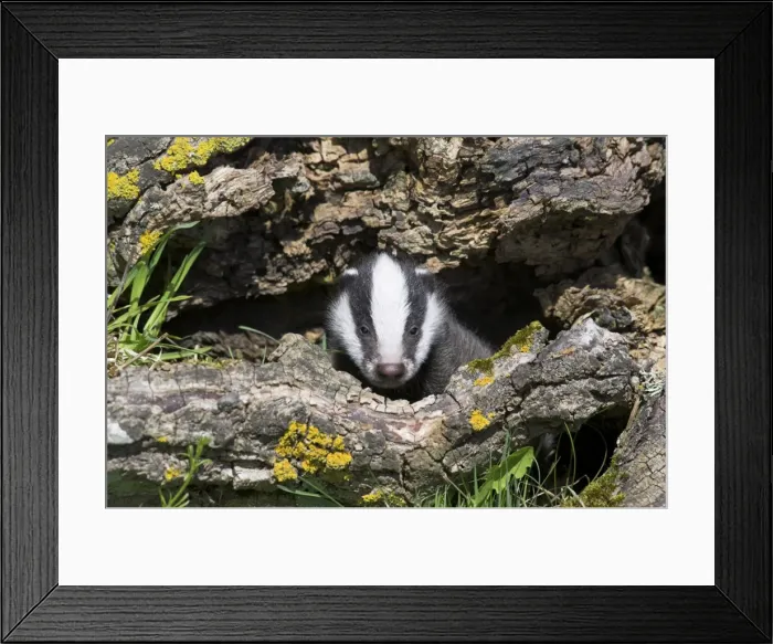 Framed Print : Badger cub, Meles meles, captive, United Kingdom, Europe Framed Print : Badger cub, Meles meles, captive, United Kingdom, Europe