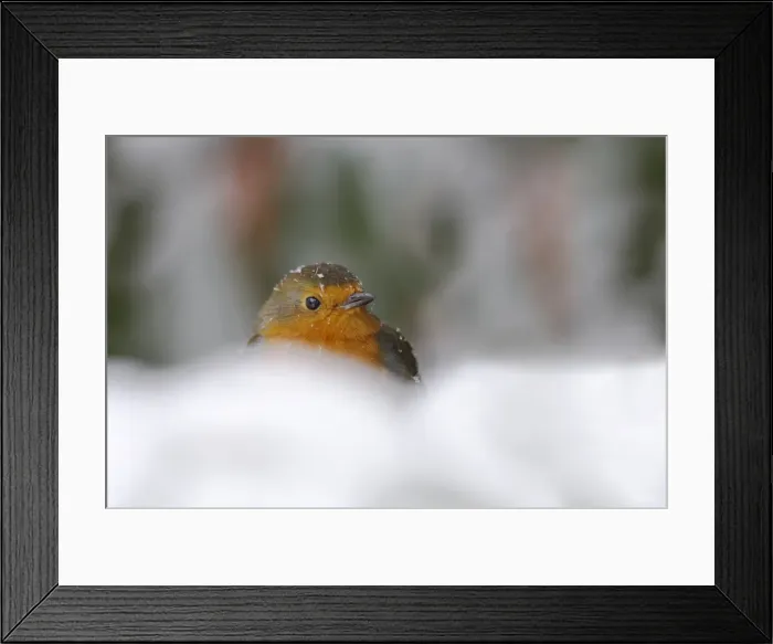 Framed Print : Robin (Erithacus rubecula), in garden in falling snow, United Kingdom, Europe Framed Print : Robin (Erithacus rubecula), in garden in falling snow, United Kingdom, Europe