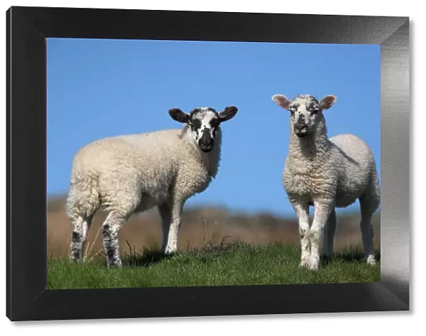 Lambs, Cumbria, England, United Kingdom, Europe