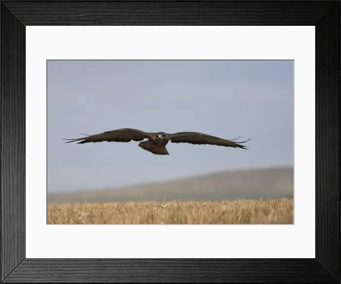 Framed Print : Buzzard (Buteo buteo), flying over farmland, captive, Cumbria, England Framed Print : Buzzard (Buteo buteo), flying over farmland, captive, Cumbria, England