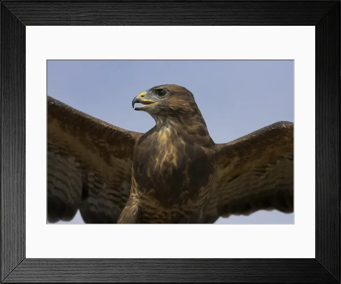 Framed Print : Close-up of a buzzard (Buteo buteo), captive, Cumbria, England, United Kingdom, Europe Framed Print : Close-up of a buzzard (Buteo buteo), captive, Cumbria, England, United Kingdom, Europe