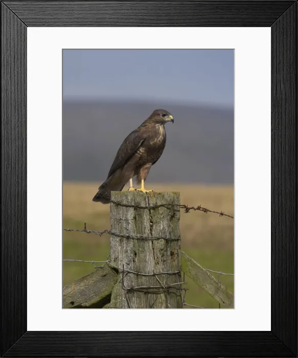 Framed Print : Bzzard (Buteo buteo) on fence post, captive, Cumbria, England, United Kingdom, Europe Framed Print : Bzzard (Buteo buteo) on fence post, captive, Cumbria, England, United Kingdom, Europe
