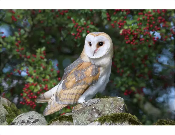 Barn owl (Tyto alba), on dry stone wall with hawthorn berries in late summer