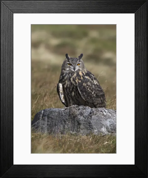 Framed Print : European eagle owl (Bubo bubo), on moorland, captive, United Kingdom, Europe Framed Print : European eagle owl (Bubo bubo), on moorland, captive, United Kingdom, Europe