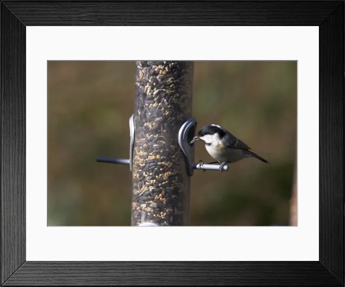 Framed Print : Coal tit (Parus ater), taking sunflower seed from feeder in winter in the garden Framed Print : Coal tit (Parus ater), taking sunflower seed from feeder in winter in the garden