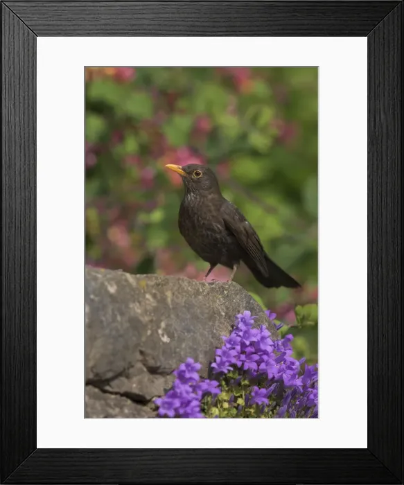 Framed Print : Female blackbird (Turdus merula), on garden wall in early summer, United Kingdom, Europe Framed Print : Female blackbird (Turdus merula), on garden wall in early summer, United Kingdom, Europe