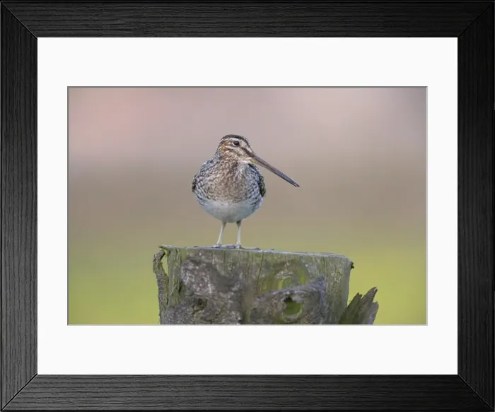 Framed Print : Snipe (Gallinago gallinago), Teesdale, County Durham, England, United Kingdom, Europe Framed Print : Snipe (Gallinago gallinago), Teesdale, County Durham, England, United Kingdom, Europe