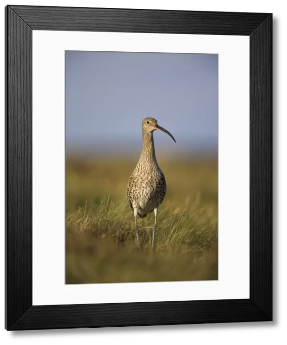 Framed Print : Curlew (Numenius arquata), Upper Teesdale, England, United Kingdom, Europe Framed Print : Curlew (Numenius arquata), Upper Teesdale, England, United Kingdom, Europe