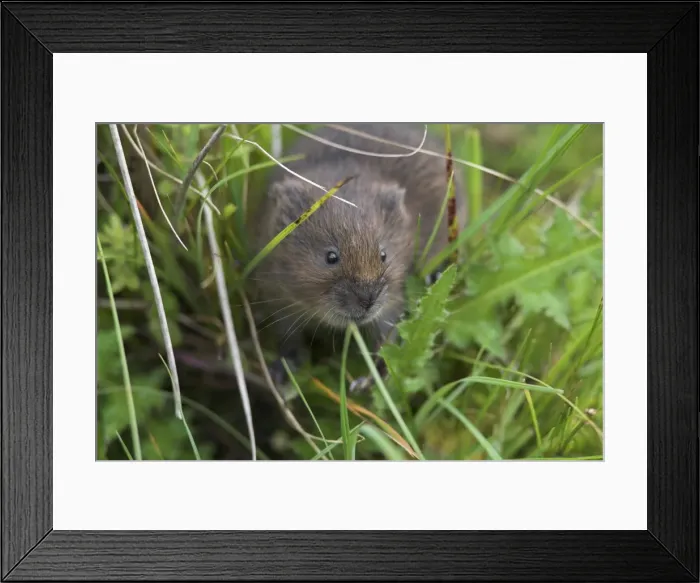 Framed Print : Water vole (Arvicola terrestris), Alston Moor, Cumbria, England, United Kingdom, Europe Framed Print : Water vole (Arvicola terrestris), Alston Moor, Cumbria, England, United Kingdom, Europe
