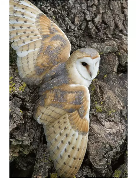 Barn owl (Tyto alba), captive, Cumbria, England, United Kingdom, Europe