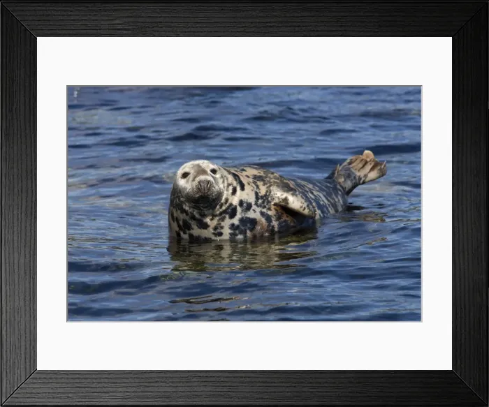 Framed Print : Grey seal, (Halichoerus grypus), Farne Islands, Seahouses, Northumberland Framed Print : Grey seal, (Halichoerus grypus), Farne Islands, Seahouses, Northumberland