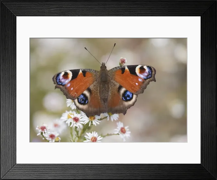 Framed Print : Peacock butterfly (Inachis io), resting on garden flowers, Wallington Hall garden Framed Print : Peacock butterfly (Inachis io), resting on garden flowers, Wallington Hall garden