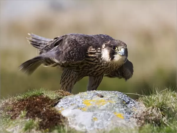 Immature peregrine falcon (Falco peregrinus), captive, United Kingdom, Europe
