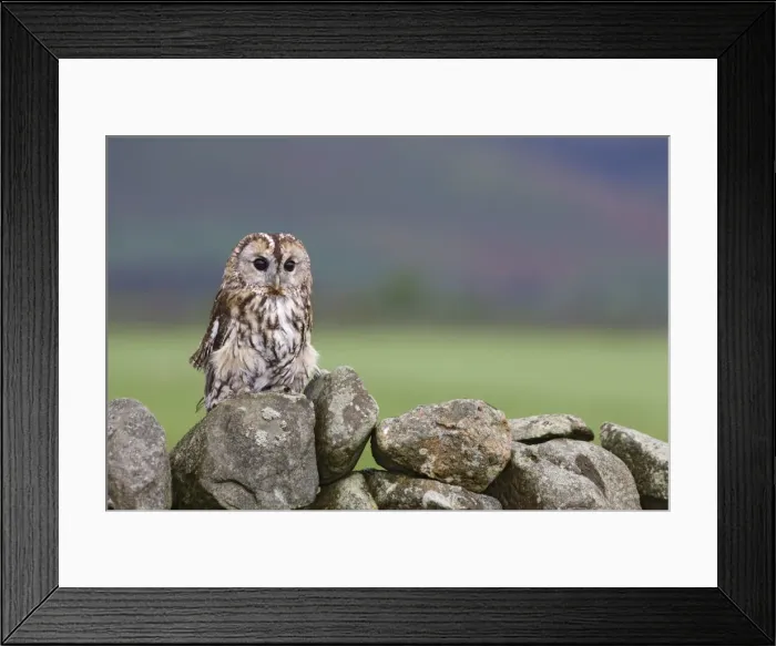Framed Print : Tawny owl (Strix aluco), captive, Cumbria, England, United Kingdom, Europe Framed Print : Tawny owl (Strix aluco), captive, Cumbria, England, United Kingdom, Europe