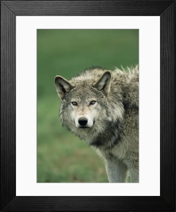 Framed Print : Grey wolf, Canis lupus, in captivity, United Kingdom, Europe
