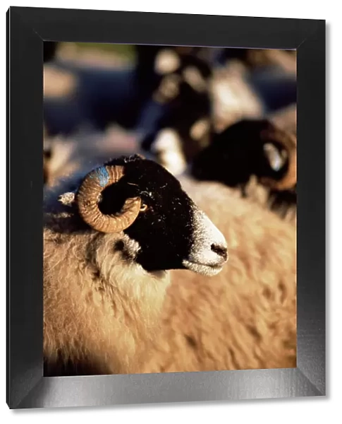 Swaledale sheep, Croglin, Pennines, Cumbria, England, Uninted Kingdom, Europe