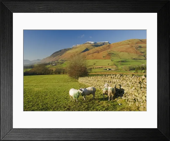 Framed Print : Saddleback, four grazing sheep, Lake Distict, Cumbria, England, United Kingdom, Europe Framed Print : Saddleback, four grazing sheep, Lake Distict, Cumbria, England, United Kingdom, Europe