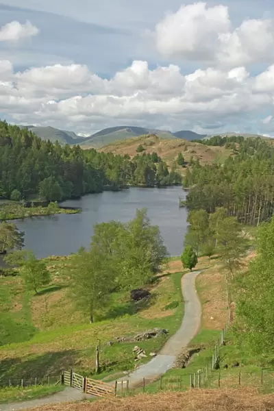 Tarn Hows, Helvellyn Range in distance, Lake District National Park, Cumbria