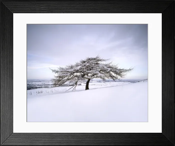 Framed Print : Tree in winter snow, North York Moors National Park, North Yorkshire, England Framed Print : Tree in winter snow, North York Moors National Park, North Yorkshire, England