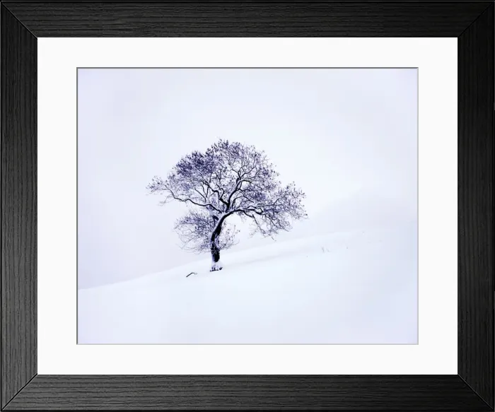 Framed Print : Tree in winter snow, North York Moors National Park, North Yorkshire, England Framed Print : Tree in winter snow, North York Moors National Park, North Yorkshire, England