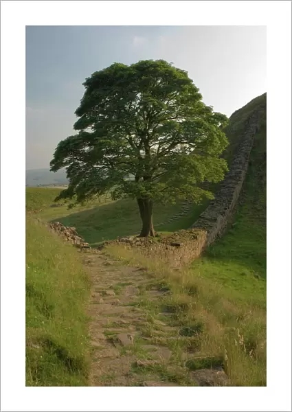 Sycamore Gap, location for scene in the film Robin Hood Prince of Thieves