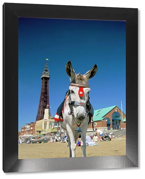 Seaside donkey on beach with Blackpool tower behind, Blackpool, Lancashire