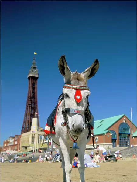 Seaside donkey on beach with Blackpool tower behind, Blackpool, Lancashire
