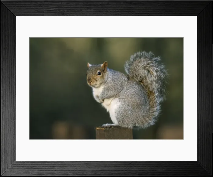 Framed Print : Grey squirrel (Sciurus carolinensis), Leighton Moss, RSPB Reserve, Silverdale Framed Print : Grey squirrel (Sciurus carolinensis), Leighton Moss, RSPB Reserve, Silverdale