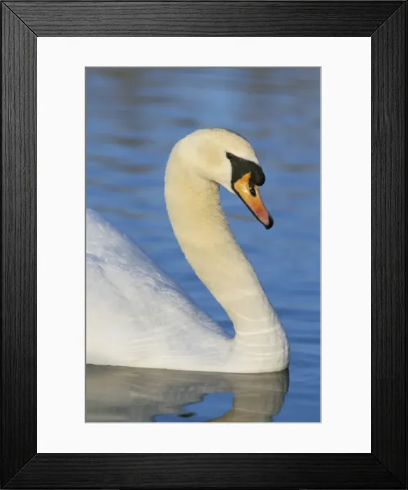 Framed Print : Mute swan (Cygnus olor), Martin Mere WWT, Lancashire, England, United Kingdom, Europe Framed Print : Mute swan (Cygnus olor), Martin Mere WWT, Lancashire, England, United Kingdom, Europe
