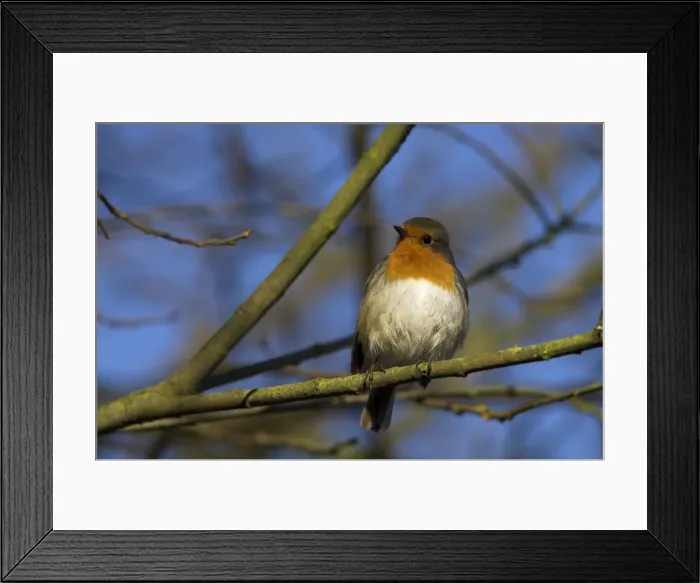 Framed Print : Robin, Erithacus rubecula, on twig at Martin Mere Wildfowl and Wetlands Trust reserve in Lancashire Framed Print : Robin, Erithacus rubecula, on twig at Martin Mere Wildfowl and Wetlands Trust reserve in Lancashire