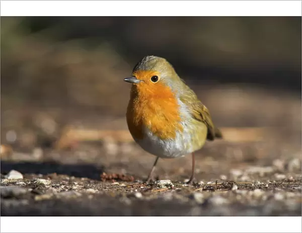Robin, Erithacus rubecula, on ground at Leighton Moss RSPB nature reserve