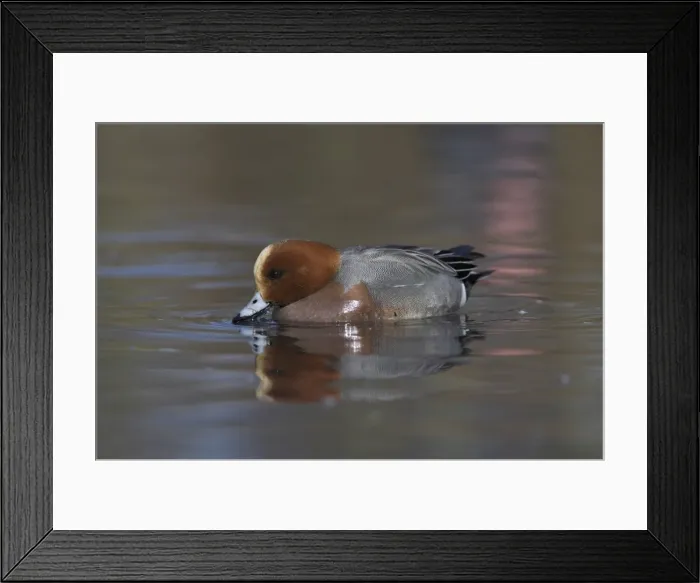 Framed Print : Wigeon, Anas penelope, at Martin Mere Wildfowl and Wetlands Trust reserve in Lancashire Framed Print : Wigeon, Anas penelope, at Martin Mere Wildfowl and Wetlands Trust reserve in Lancashire