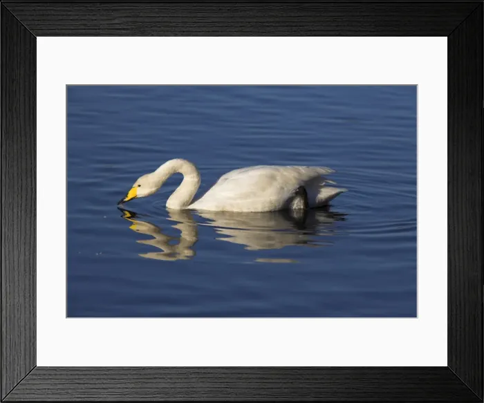 Framed Print : Whooper swan, Cygnus cygnus, at Martin Mere Wildfowl and Wetland Centre Framed Print : Whooper swan, Cygnus cygnus, at Martin Mere Wildfowl and Wetland Centre