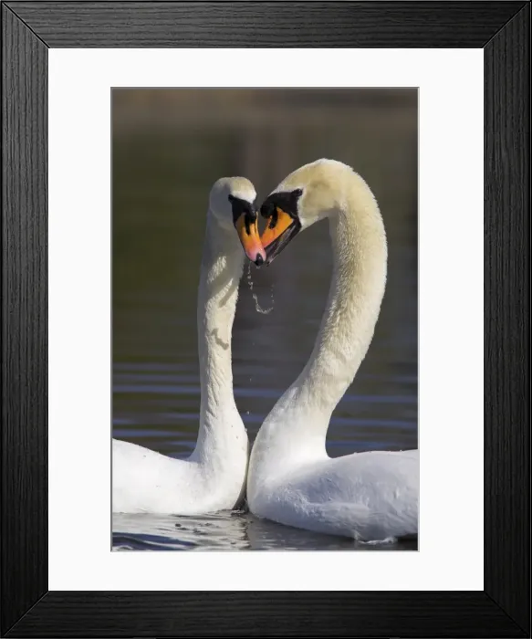 Framed Print : Mute swan pair, Cygnus olor, courting at Martin Mere Wildfowl and Wetlands Trust nature reserve Framed Print : Mute swan pair, Cygnus olor, courting at Martin Mere Wildfowl and Wetlands Trust nature reserve