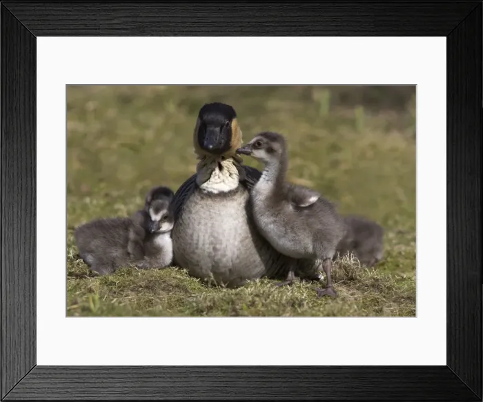 Framed Print : Nene, Branta sandvicensis, Hawaiian goose with goslings, captive at Martin Mere Wildfowl Framed Print : Nene, Branta sandvicensis, Hawaiian goose with goslings, captive at Martin Mere Wildfowl