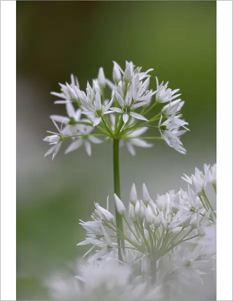 Close-up of wild garlic flower (ramson) (Allium ursinum), Lancashire, England