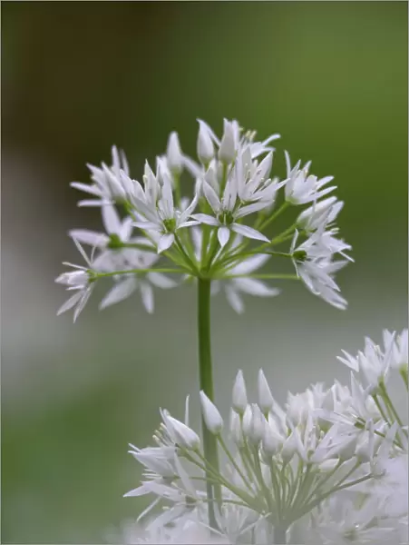 Close-up of wild garlic flower (ramson) (Allium ursinum), Lancashire, England