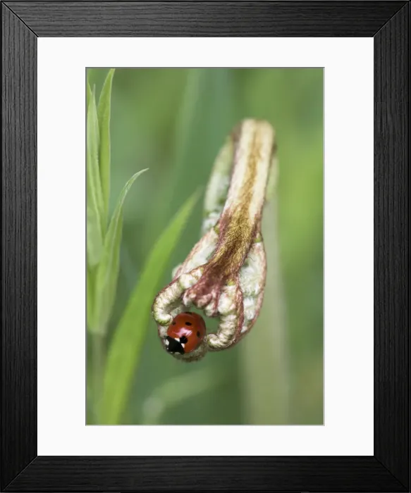 Framed Print : Seven-spot ladybird (Coccinella septempunctata), Lancashire, England, United Kingdom Framed Print : Seven-spot ladybird (Coccinella septempunctata), Lancashire, England, United Kingdom