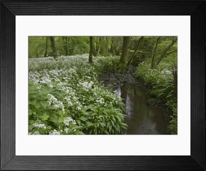 Framed Print : Wild garlic, or ramson, Allium ursinum, Lancashire, England, United Kingdom, Europe Framed Print : Wild garlic, or ramson, Allium ursinum, Lancashire, England, United Kingdom, Europe