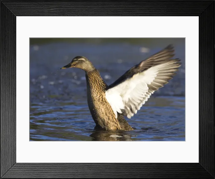 Framed Print : Female mallard (Anas platyrhynchos), stretching wings at Martin Mere Wildfowl Framed Print : Female mallard (Anas platyrhynchos), stretching wings at Martin Mere Wildfowl