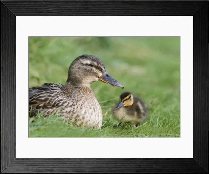 Framed Print : Mallard with duckling (Anas platyrhynchos), Martin Mere, Wildfowl and Wetland Trust Reserve Framed Print : Mallard with duckling (Anas platyrhynchos), Martin Mere, Wildfowl and Wetland Trust Reserve