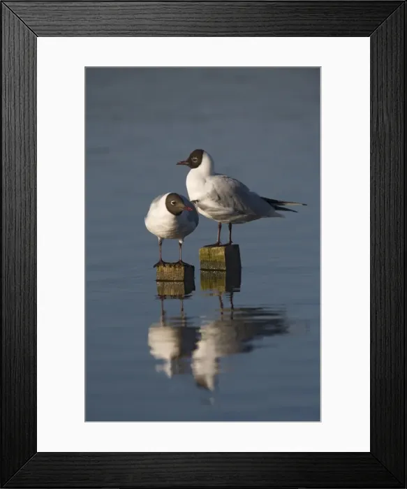 Framed Print : Blackheaded gulls (Larus ridibundus), Leighton Moss RSPB reserve, Lancashire Framed Print : Blackheaded gulls (Larus ridibundus), Leighton Moss RSPB reserve, Lancashire