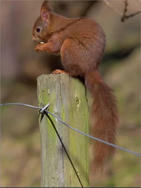 Red squirrel (Sciurus vulgaris), Formby, Liverpool, England, United Kingdom, Europe