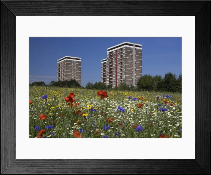 Framed Print : Cornfield of annual summer wild flowers growing in urban, inner city setting Framed Print : Cornfield of annual summer wild flowers growing in urban, inner city setting