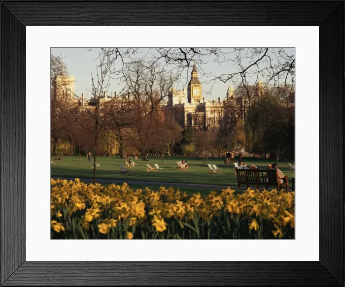 Framed Print : Daffodils in St. Jamess Park, with Big Ben behind, London, England Framed Print : Daffodils in St. Jamess Park, with Big Ben behind, London, England