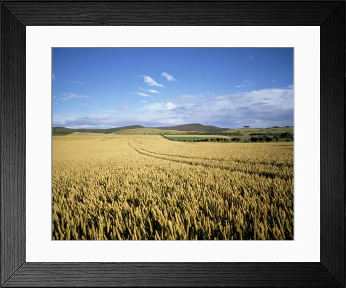 Framed Print : Agricultural landscape, north of Rothbury, Northumberland, England, United Kingdom Framed Print : Agricultural landscape, north of Rothbury, Northumberland, England, United Kingdom