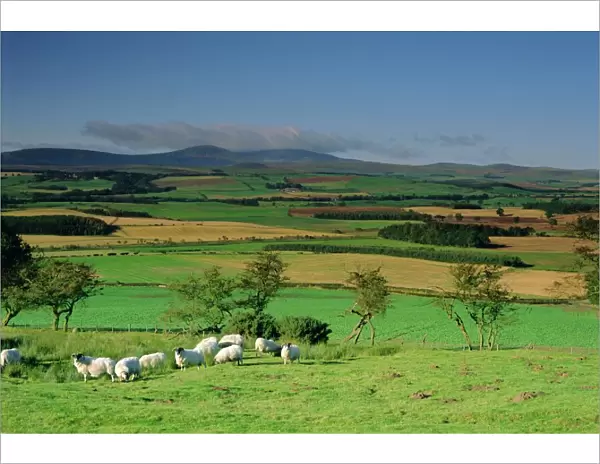 Sheep and fields with Cheviot Hills in the distance, Northumbria (Northumberland)