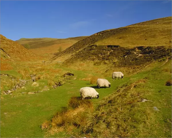 Sheep in the Cheviot Hills, near Wooler, Northumbria, England